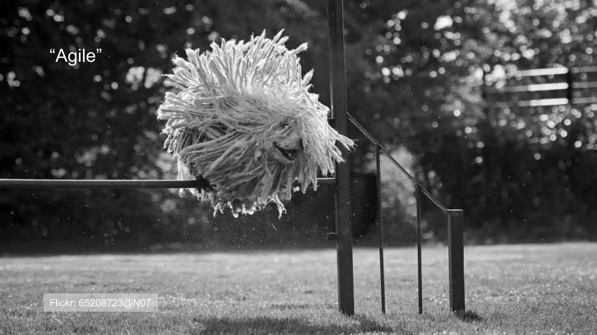 “Agile”
Flickr: 65208723@N07
 
