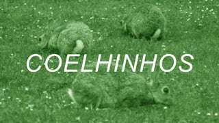 COELHINHOS
 