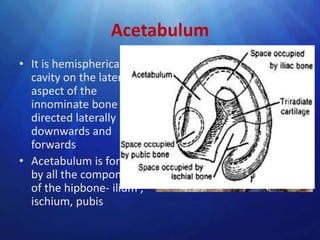 Acetabulum
• It is hemispherical
  cavity on the lateral
  aspect of the
  innominate bone and
  directed laterally
  downwards and
  forwards
• Acetabulum is formed
  by all the components
  of the hipbone- ilium ,
  ischium, pubis
 