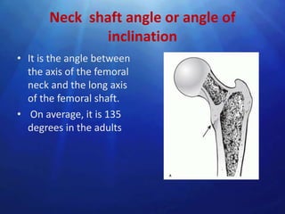 Neck shaft angle or angle of
               inclination
• It is the angle between
  the axis of the femoral
  neck and the long axis
  of the femoral shaft.
• On average, it is 135
  degrees in the adults
 