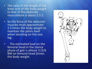• The ratio of the length of the
  lever arm of the body weight
  to that of the abductor
  musculature is about 2.5:1.
• So the force of the abductor
  muscles must approximate
  2.5 times the body weight to
  maintain the pelvis level
  when standing on the one
  leg.
•     The estimated load on the
    femoral head in the stance
    phase of gait is atleast 3 (5/6
    BW on femoral head )times
    the body weight.
 