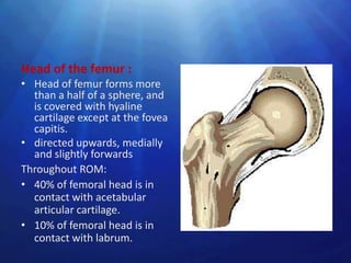 Head of the femur :
• Head of femur forms more
  than a half of a sphere, and
  is covered with hyaline
  cartilage except at the fovea
  capitis.
• directed upwards, medially
  and slightly forwards
Throughout ROM:
• 40% of femoral head is in
  contact with acetabular
  articular cartilage.
• 10% of femoral head is in
  contact with labrum.
 