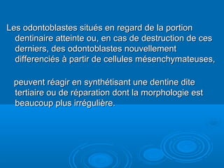 Les odontoblastes situés en regard de la portionLes odontoblastes situés en regard de la portion
dentinaire atteinte ou, en cas de destruction de cesdentinaire atteinte ou, en cas de destruction de ces
derniers, des odontoblastes nouvellementderniers, des odontoblastes nouvellement
differenciés à partir de cellules mésenchymateuses,differenciés à partir de cellules mésenchymateuses,
peuvent réagir en synthétisant une dentine ditepeuvent réagir en synthétisant une dentine dite
tertiaire ou de réparation dont la morphologie esttertiaire ou de réparation dont la morphologie est
beaucoup plus irrégulière.beaucoup plus irrégulière.
 