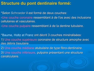 Structure du pont dentinaire formé:
*Selon*Selon SchroederSchroeder il est formé de deux couches:il est formé de deux couches:
--Une couche coronaire ressemblant à de l'os avec des inclusionsressemblant à de l'os avec des inclusions
cellulaires et vasculaires.cellulaires et vasculaires.
--Une couche pulpaire ressemblant à de la dentine tubulaire.ressemblant à de la dentine tubulaire.
**Baume, Holtz et Franz ont décrit 3 couches minéralisées:ont décrit 3 couches minéralisées:
1)1) Une couche supérieure coronaire de structure amorphe aveccoronaire de structure amorphe avec
des débris tissulaire.des débris tissulaire.
2)2) Une couche médiane atubulaire de type fibro-dentinaire.atubulaire de type fibro-dentinaire.
3)3) Une couche inférieure, pulpaire présentant une structure, pulpaire présentant une structure
canaliculaire.canaliculaire.
 