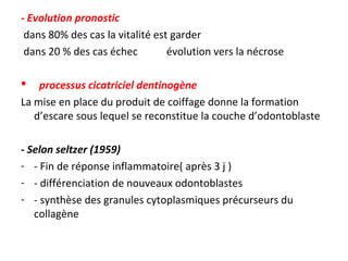 - Evolution pronostic
dans 80% des cas la vitalité est garder
dans 20 % des cas échec évolution vers la nécrose
 processus cicatriciel dentinogène
La mise en place du produit de coiffage donne la formation
d’escare sous lequel se reconstitue la couche d’odontoblaste
- Selon seltzer (1959)
- - Fin de réponse inflammatoire( après 3 j )
- - différenciation de nouveaux odontoblastes
- - synthèse des granules cytoplasmiques précurseurs du
collagène
 