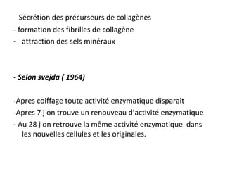 - Sécrétion des précurseurs de collagènes
- formation des fibrilles de collagène
- attraction des sels minéraux
- Selon svejda ( 1964)
-Apres coiffage toute activité enzymatique disparait
-Apres 7 j on trouve un renouveau d’activité enzymatique
- Au 28 j on retrouve la même activité enzymatique dans
les nouvelles cellules et les originales.
 