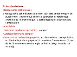 Protocol opératoire
-Radiographie préliminaire :
la radiographie est indispensable avant tout acte endodontique, en
pulpotomie, la radio nous permet d’apprécier les références
anatomique (morphologique) à partie desquelles on pratiquera
l’amputation
-Anesthésie
- Isolement du champ opératoire : la digue
-Curetage dentinaire complet
-Ouverture de la chambre pulpaire : au niveau d’une corne pulpaire,
on élimine le plafond pulpaire à l’aide d’une fraise mousse (fraise
de BATT montée sur contre angle ou fraise Zekrya montée sur
turbine).
 