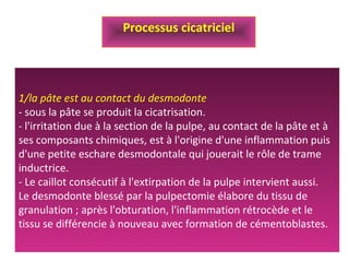 1/la pâte est au contact du desmodonte
- sous la pâte se produit la cicatrisation.
- l'irritation due à la section de la pulpe, au contact de la pâte et à
ses composants chimiques, est à l'origine d'une inflammation puis
d'une petite eschare desmodontale qui jouerait le rôle de trame
inductrice.
- Le caillot consécutif à l'extirpation de la pulpe intervient aussi.
Le desmodonte blessé par la pulpectomie élabore du tissu de
granulation ; après l'obturation, l'inflammation rétrocède et le
tissu se différencie à nouveau avec formation de cémentoblastes.
Processus cicatriciel
 