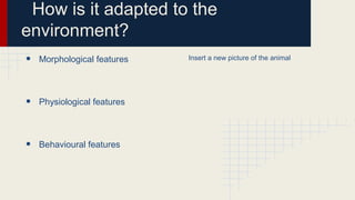 How is it adapted to the
environment?
•

Morphological features

•

Physiological features

•

Behavioural features

Insert a new picture of the animal

 