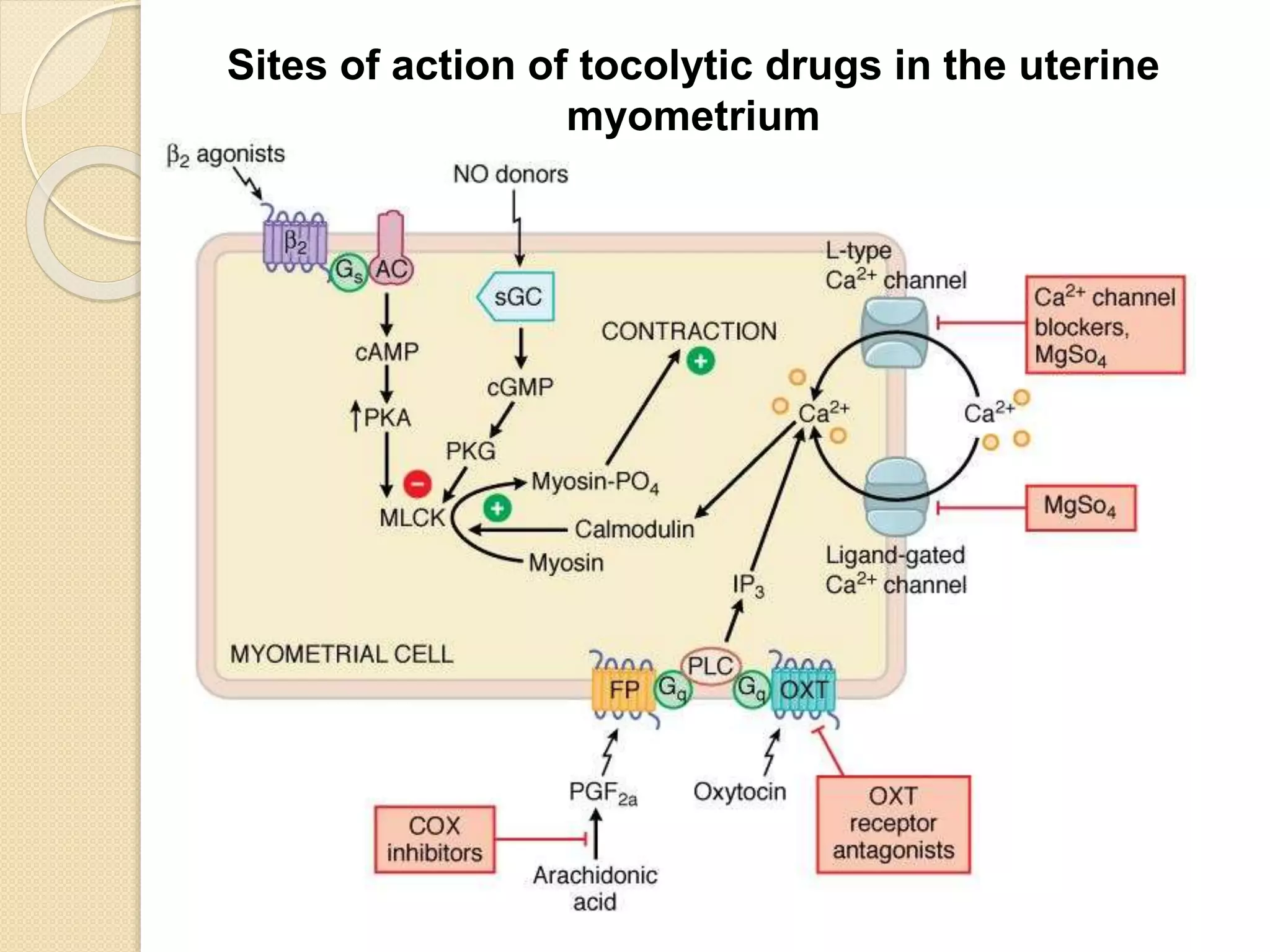 Sites of action of tocolytic drugs in the uterine
myometrium
 