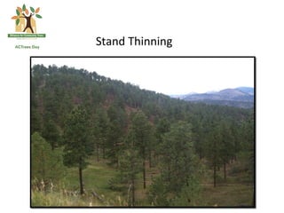 Stand	
  Thinning	
  	
  
 