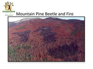 Mountain	
  Pine	
  Beetle	
  and	
  Fire	
  
 