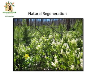 Natural	
  Regenera*on	
  
 