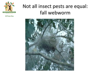 Not	
  all	
  insect	
  pests	
  are	
  equal:	
  
               fall	
  webworm	
  
 