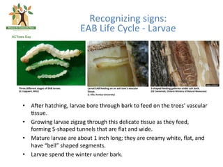 Recognizing	
  signs:	
  	
  
                                                EAB	
  Life	
  Cycle	
  -­‐	
  Larvae	
  




Three  diﬀerent  stages  of  EAB  larvae.          Larval  EAB  feeding  on  an  ash  tree's  vascular     S-­‐shaped  feeding  galleries  under  ash  bark.    
(D.  Cappaert,  MSU)                               ?ssue.                                                  (Ed  Czerwinski,  Ontario  Ministry  of  Natural  Resources)
                                                   (J.  Ellis,  Purdue  University)



   •  Aqer	
  hatching,	
  larvae	
  bore	
  through	
  bark	
  to	
  feed	
  on	
  the	
  trees'	
  vascular	
  
      *ssue.	
  	
  
   •  Growing	
  larvae	
  zigzag	
  through	
  this	
  delicate	
  *ssue	
  as	
  they	
  feed,	
  
      forming	
  S-­‐shaped	
  tunnels	
  that	
  are	
  ﬂat	
  and	
  wide.	
  
   •  Mature	
  larvae	
  are	
  about	
  1	
  inch	
  long;	
  they	
  are	
  creamy	
  white,	
  ﬂat,	
  and	
  
      have	
  “bell”	
  shaped	
  segments.	
  	
  
   •  Larvae	
  spend	
  the	
  winter	
  under	
  bark.                               	
  
 