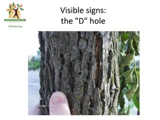 Visible	
  signs:	
  
the	
  "D"	
  hole	
  
 