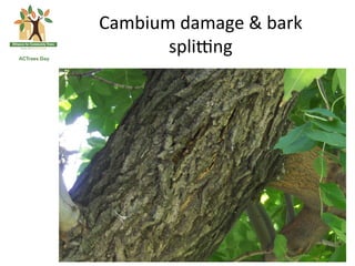 Cambium	
  damage	
  &	
  bark	
  
       splizng	
  
 