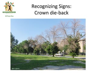 Recognizing	
  Signs:	
  	
  
 Crown	
  die-­‐back	
  
 
