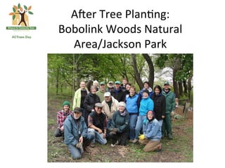 Aqer	
  Tree	
  Plan*ng:	
  	
  
Bobolink	
  Woods	
  Natural	
  
  Area/Jackson	
  Park	
  
 