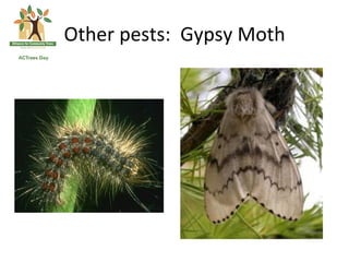 Other	
  pests:	
  	
  Gypsy	
  Moth	
  
 
