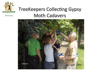 
TreeKeepers	
  Collec*ng	
  Gypsy	
  
      Moth	
  Cadavers	
  
 