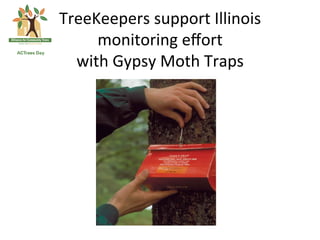 TreeKeepers	
  support	
  Illinois	
  
     monitoring	
  eﬀort	
  	
  
  with	
  Gypsy	
  Moth	
  Traps	
  
 