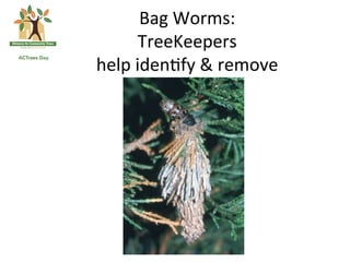 Bag	
  Worms:	
  	
  
         TreeKeepers	
  	
  
help	
  iden*fy	
  &	
  remove	
  
 