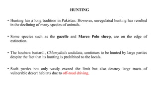 HUNTING
• Hunting has a long tradition in Pakistan. However, unregulated hunting has resulted
in the declining of many species of animals.
• Some species such as the gazelle and Marco Polo sheep, are on the edge of
extinction.
• The houbara bustard , Chlamydotis undulata, continues to be hunted by large parties
despite the fact that its hunting is prohibited to the locals.
• Such parties not only vastly exceed the limit but also destroy large tracts of
vulnerable desert habitats due to off-road driving.
 