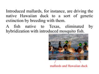Introduced mallards, for instance, are driving the
native Hawaiian duck to a sort of genetic
extinction by breeding with them.
A fish native to Texas, eliminated by
hybridization with introduced mosquito fish.
mallards and Hawaiian duck
 