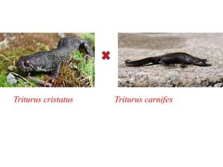 Triturus cristatus Triturus carnifex
 