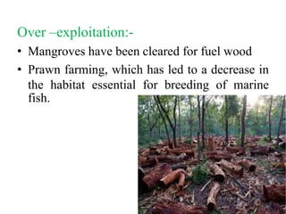 Over –exploitation:-
• Mangroves have been cleared for fuel wood
• Prawn farming, which has led to a decrease in
the habitat essential for breeding of marine
fish.
 