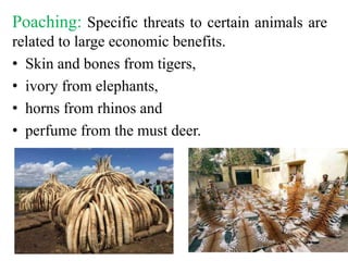 Poaching: Specific threats to certain animals are
related to large economic benefits.
• Skin and bones from tigers,
• ivory from elephants,
• horns from rhinos and
• perfume from the must deer.
 