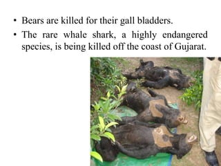 • Bears are killed for their gall bladders.
• The rare whale shark, a highly endangered
species, is being killed off the coast of Gujarat.
 