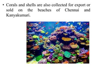 • Corals and shells are also collected for export or
sold on the beaches of Chennai and
Kanyakumari.
 