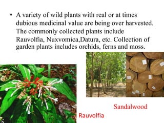 • A variety of wild plants with real or at times
dubious medicinal value are being over harvested.
The commonly collected plants include
Rauvolfia, Nuxvomica,Datura, etc. Collection of
garden plants includes orchids, ferns and moss.
• Bhringaraj Sandalwood
• RauvolfiaRauvolfia Rauvolfia
 