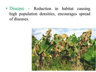 • Disease - Reduction in habitat causing
high population densities, encourages spread
of diseases.
 