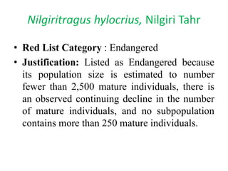 Nilgiritragus hylocrius, Nilgiri Tahr
• Red List Category : Endangered
• Justification: Listed as Endangered because
its population size is estimated to number
fewer than 2,500 mature individuals, there is
an observed continuing decline in the number
of mature individuals, and no subpopulation
contains more than 250 mature individuals.
 