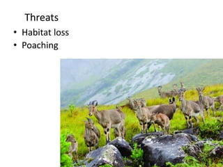 Threats
• Habitat loss
• Poaching
 