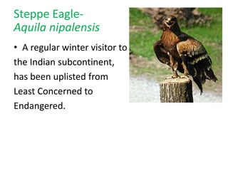 Steppe Eagle-
Aquila nipalensis
• A regular winter visitor to
the Indian subcontinent,
has been uplisted from
Least Concerned to
Endangered.
 