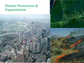 Habitat Destruction &
fragmentation
 