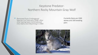 Wolves Keystone Predators Threats to biodiversity | PPTX
