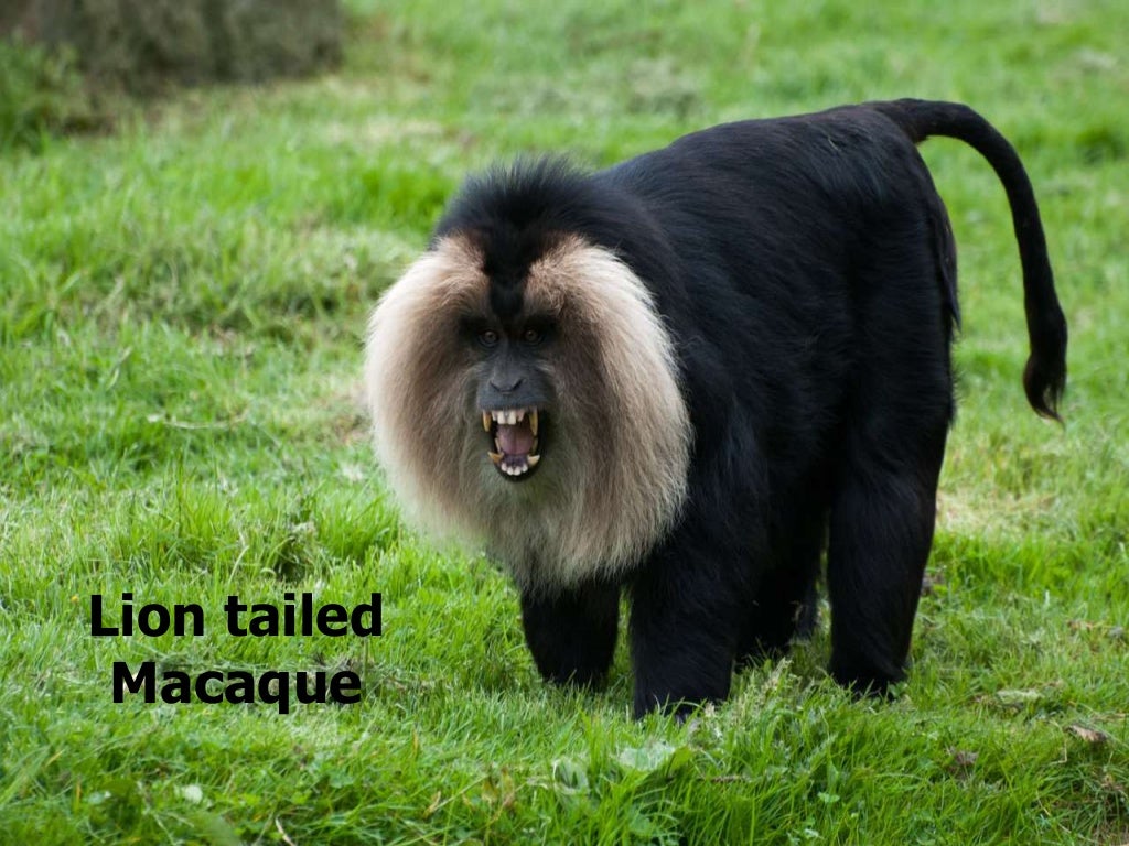 Threats to biodiversity and endangered animals