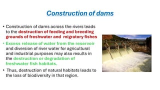 Major Threats to Aquatic biodiversity .pdf