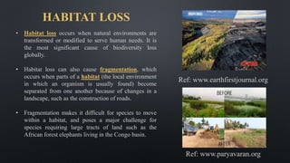 HABITAT LOSS
• Habitat loss occurs when natural environments are
transformed or modified to serve human needs. It is
the most significant cause of biodiversity loss
globally.
• Habitat loss can also cause fragmentation, which
occurs when parts of a habitat (the local environment
in which an organism is usually found) become
separated from one another because of changes in a
landscape, such as the construction of roads.
• Fragmentation makes it difficult for species to move
within a habitat, and poses a major challenge for
species requiring large tracts of land such as the
African forest elephants living in the Congo basin.
Ref: www.earthfirstjournal.org
Ref: www.paryavaran.org
 