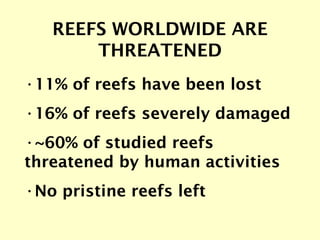 REEFS WORLDWIDE ARE THREATENED <ul><li>11% of reefs have been lost </li></ul><ul><li>16% of reefs severely damaged </li></...
