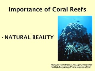 Importance of Coral Reefs <ul><li>NATURAL BEAUTY </li></ul>http://sustainableseas.noaa.gov/missions/ florida2/background/c...