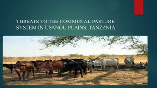 THREATS TO THE COMMUNAL PASTURE
SYSTEM IN USANGU PLAINS, TANZANIA
 