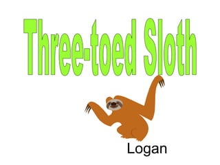 Three-toed Sloth Logan 