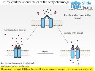 Three conformational states of the acetylcholine-gated ion channel
Open
Ion channel unoccupied by
ligand
Conformation change
Unbind with ligand
Ion channel is occupied by ligand
and conformation is changed
Ion channel is open
 