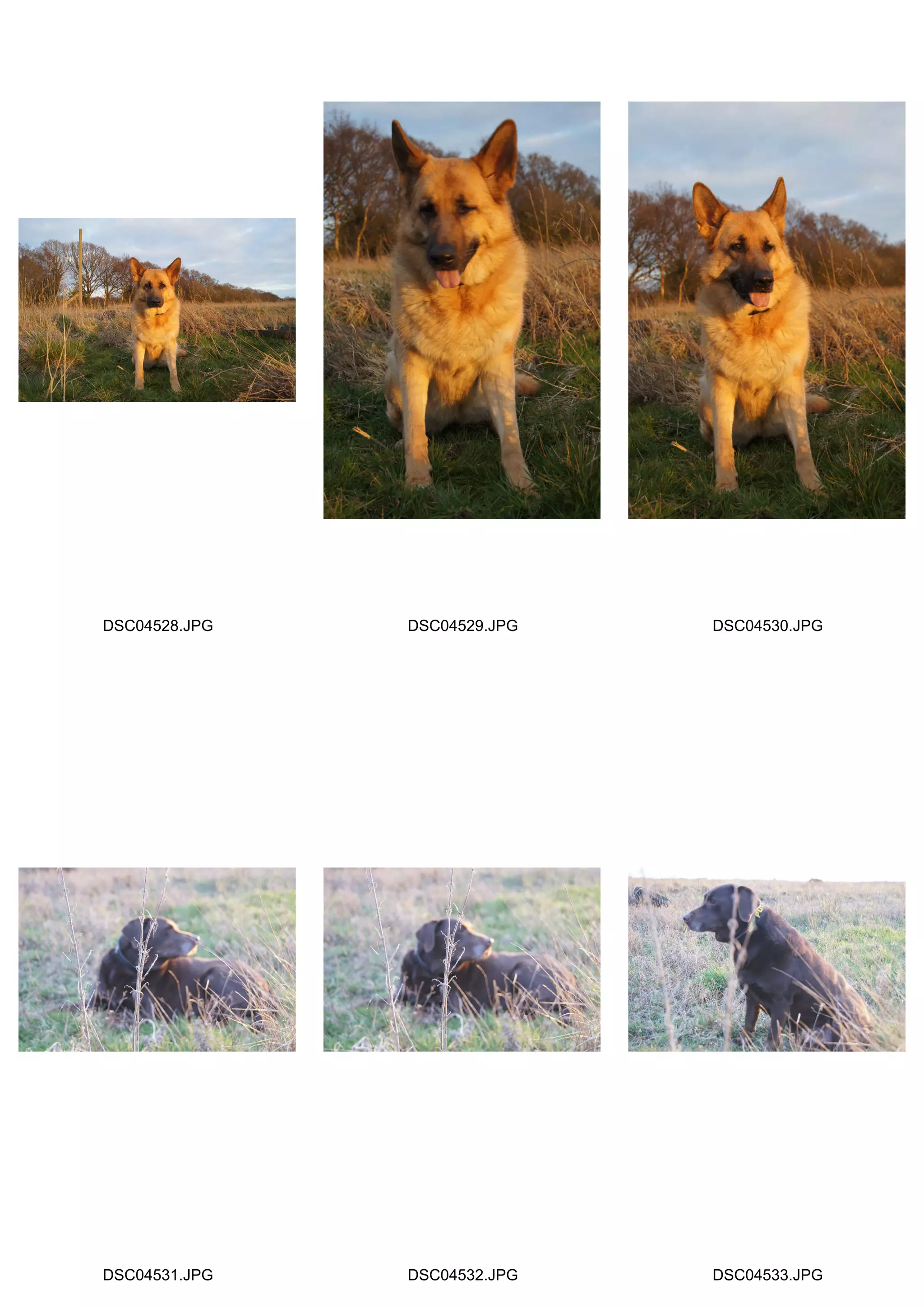 DSC04528.JPG   DSC04529.JPG   DSC04530.JPG




DSC04531.JPG   DSC04532.JPG   DSC04533.JPG
 